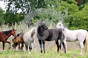 Purebred arabian mares and foals on natural environment