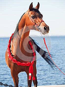 Purebred arabian stallion portrait on the sea background