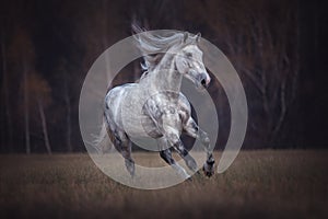 Beautiful grey arabian horse running free.