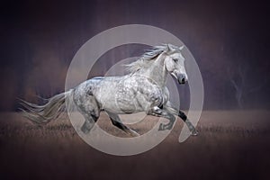 Beautiful grey arabian horse running free.