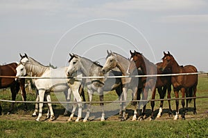 Purebred arabian youngster looking over corral gate at summertime