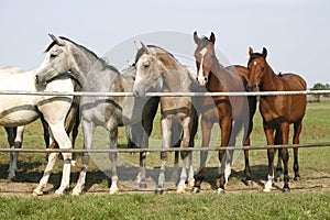 Purebred arabian youngsters looking over corral gate at summertime