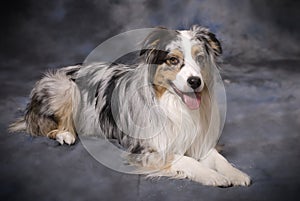 Purebred Australian Shepherd - Blue Merle