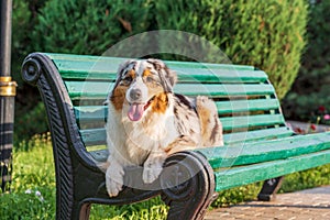 purebred australian shepherd dog for a walk in the park