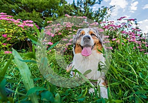 purebred australian shepherd dog for a walk in the park