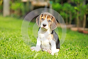 Purebred beagle dog looking for somthing