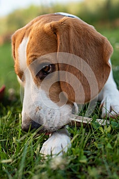 Purebred beagle dog lying on grass in garden outdoor