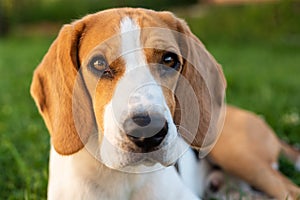 Purebred beagle dog lying on grass in garden outdoor