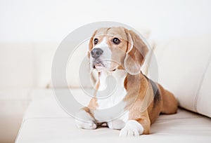 Purebred beagle dog lying on white sofa in luxury hotel room