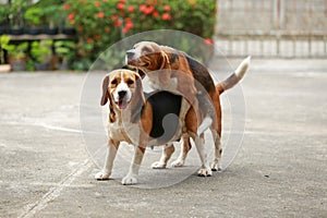 Purebred beagle dog are now receptive in mating