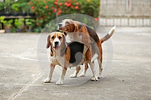 Purebred beagle dog are now receptive in mating photo