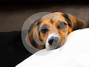 Purebred Beagle Female Puppy Lounging About Starting at You