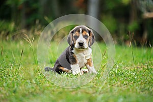 Purebred beagle puppy is learning the world