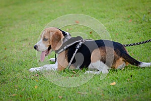 Purebred beagle puppy lying on the grass in the outdoor garden. dog beagle on the walk in the park outdoor