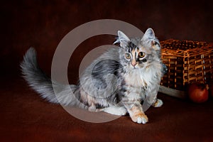 Purebred beautiful Suberian cat, kitten on a brown background. Harvest of autumn vegetables and fruits in baskets as