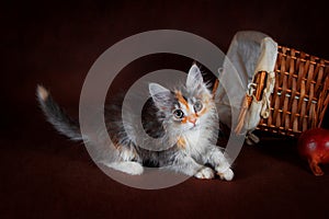 Purebred beautiful Suberian cat, kitten on a brown background. Harvest of autumn vegetables and fruits in baskets as