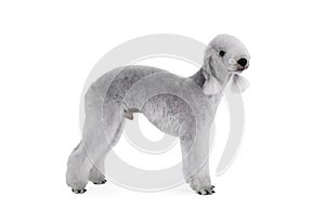 Purebred Bedlington Terrier dog standing in a classic stance over white