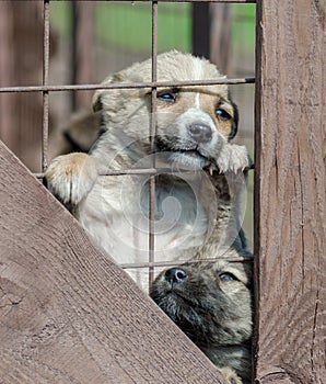 purebred beige puppy in a wooden cage