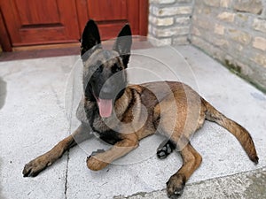 Purebred Belgian shepherd dog Malinois on a light brown background