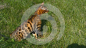 Purebred Bengal cat.