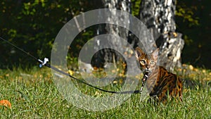 Purebred Bengal cat.