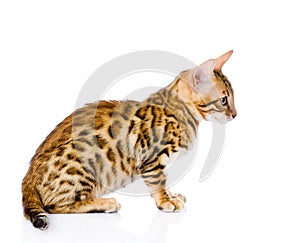 Purebred bengal cat. isolated on white background