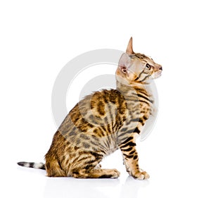 Purebred bengal cat looking up. isolated on white background