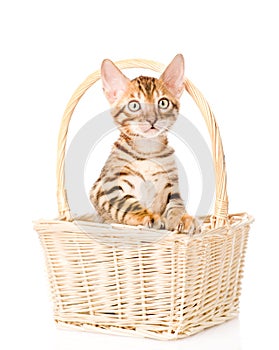 Purebred bengal kitten in the basket. isolated on white