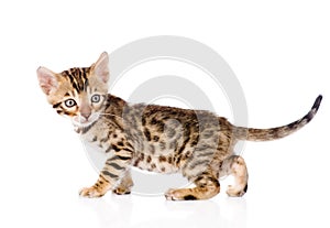 purebred bengal kitten looking away. isolated on white background