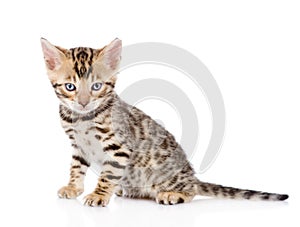 Purebred bengal kitten looking at camera. isolated