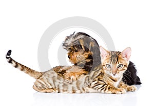 Purebred bengal kitten and Yorkshire Terrier puppy together.