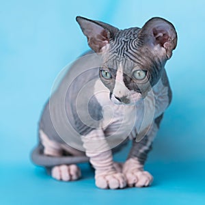 Purebred bicolour Sphynx Hairless Cat two months old sitting on blue background, looking down