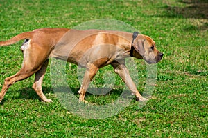 Purebred big brown South-African massive dog species Boerboel