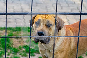 Purebred big brown South-African massive dog species Boerboel