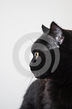 Purebred black cat with yellow eyes and smooth fur
