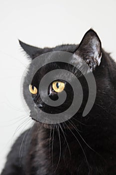 Purebred black cat with yellow eyes and smooth fur