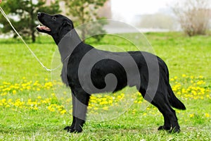 Purebred black dog flat-coated Retriever standing in the show po
