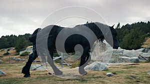 Purebred black horse grazing on mountain meadow pasture at beautiful landscape