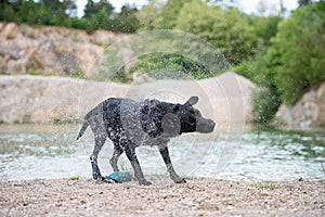 Purebred black labrador retriever dog shaking off the water