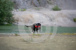 Purebred black labrador retriever retrieving a dummy out of the lake
