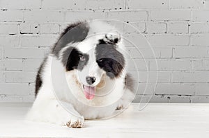 Purebred black and white Yakutian laika dog laying indoors