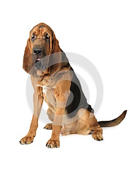 Purebred Bloodhound dog photo