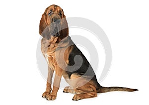 Purebred Bloodhound dog photo