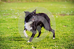 A purebred Border Collie dog agility training . Dog obedience training in city park in a sunny day. Border Collie playing on green