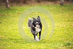 A purebred Border Collie dog without leash running outdoors in nature in beautiful sunrise. Dog play and running in city park.