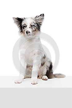 Purebred Border Collie puppy sitting on white cube and posing with funny expression against white studio background.