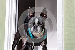 Purebred Boston terrier wearing turquoise and black harness standing in doorway looking at camera