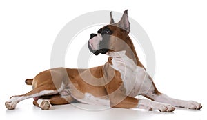 Purebred boxer