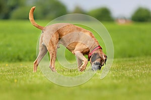 Purebred Boxer dog