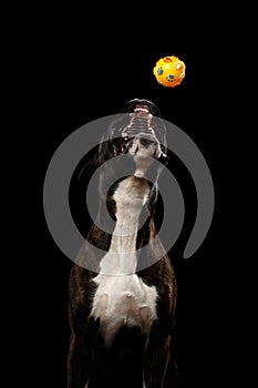 Purebred Boxer Dog Isolated on Black Background